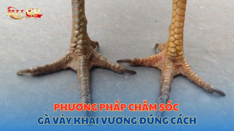 Phương pháp chăm sóc gà vảy khai vương đúng cách