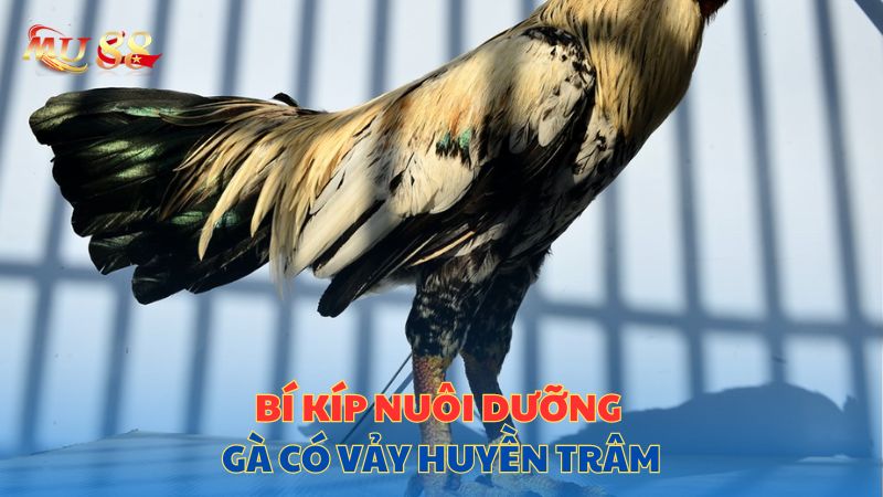 Bí kíp nuôi dưỡng gà có vảy huyền trâm