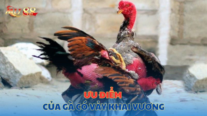 Ưu điểm của gà có vảy khai vương