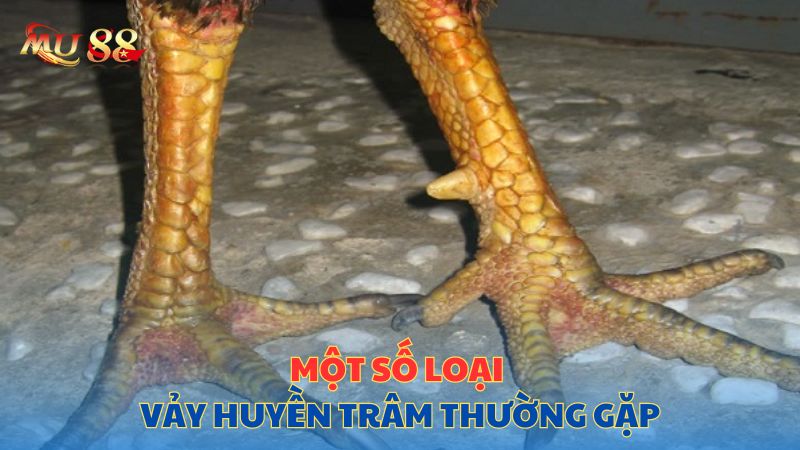 Một số loại vảy huyền trâm thường gặp