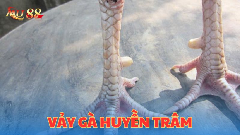 Giới thiệu vảy gà huyền trâm